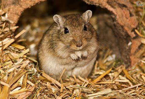 Hamsters, Guinea pig and Gerbils Care