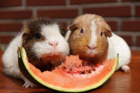 Hamsters, Guinea pig and Gerbils Care