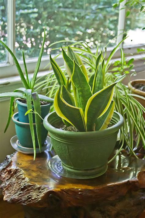 Plant Watering