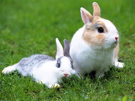 Rabbit Sitting