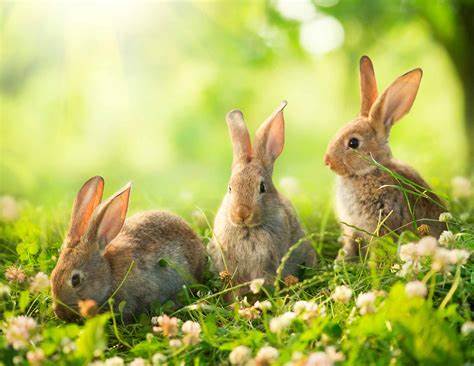 Rabbit Sitting