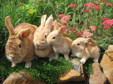 Rabbit Sitting